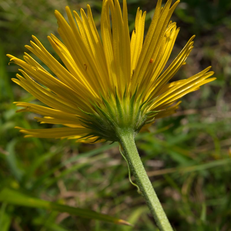 Buphthalmum salicifolium subsp. flexile / Asteroide flessibile